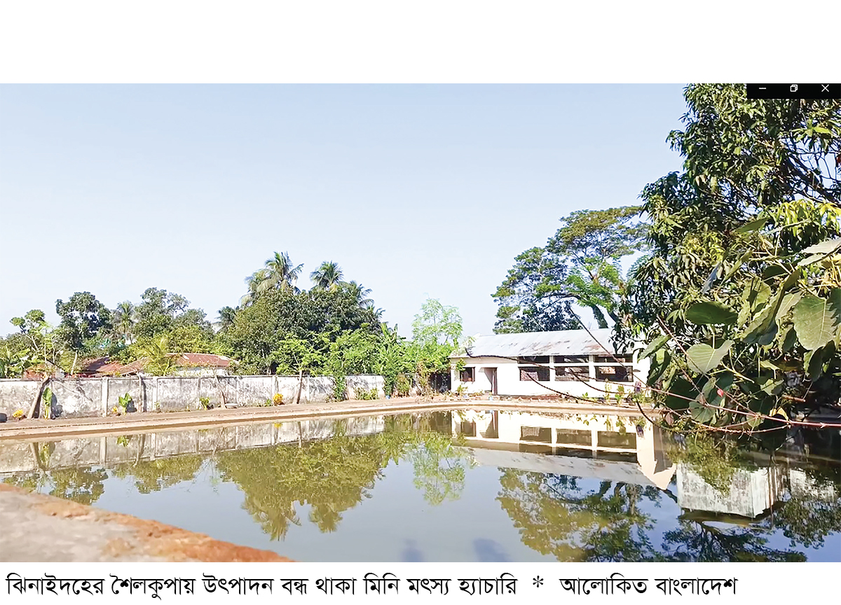 শৈলকুপায় জনবল সংকটে বন্ধ মিনি মৎস্য হ্যাচারি