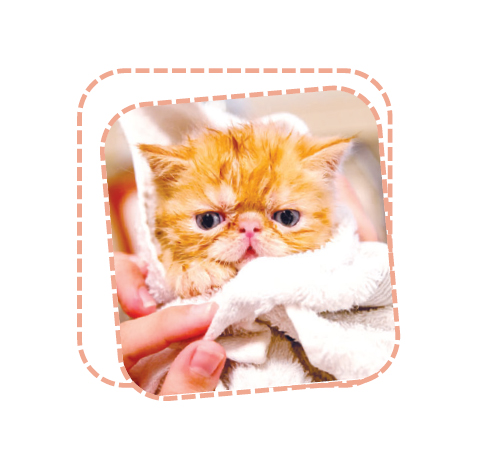 প্রাণীর প্রতি দয়া ইবাদত