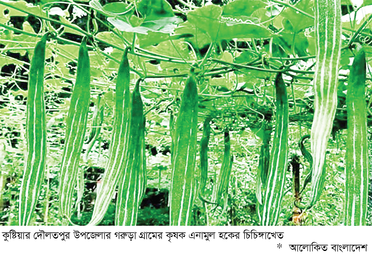 দৌলতপুরে চিচিঙ্গা চাষে সাফল্য