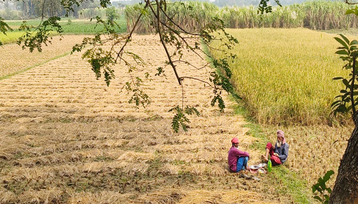 চুয়াডাঙ্গায় আমনের বাম্পার ফলনেও কৃষকের হাসি মলিন