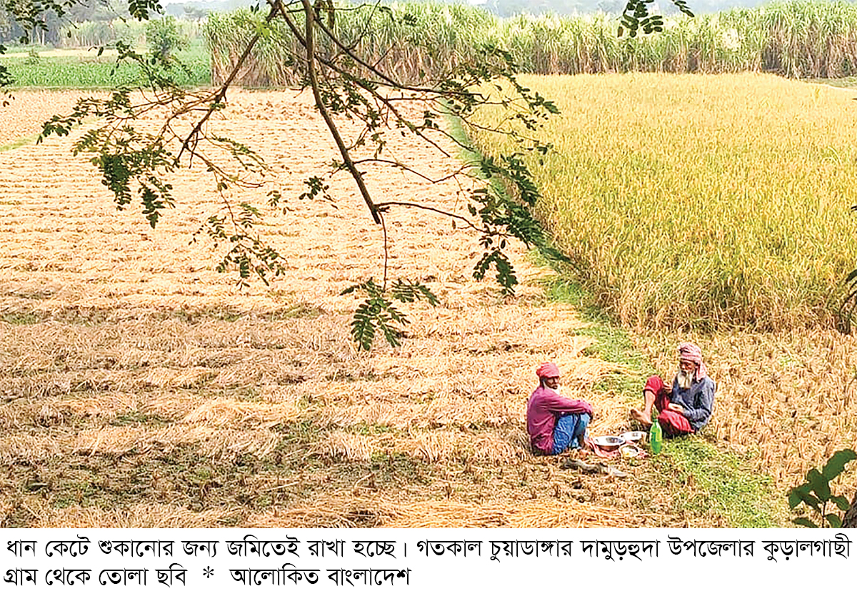 আমন ধানের ফলন ভালো হলেও দাম কম
