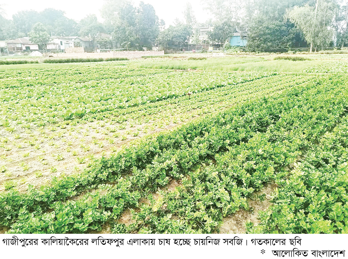 চায়নিজ সবজি চাষ অর্থনীতির নতুন সম্ভাবনা