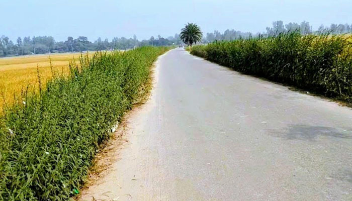 রংপুরের রাস্তার ধারে ধারে বাড়ছে তিল চাষ