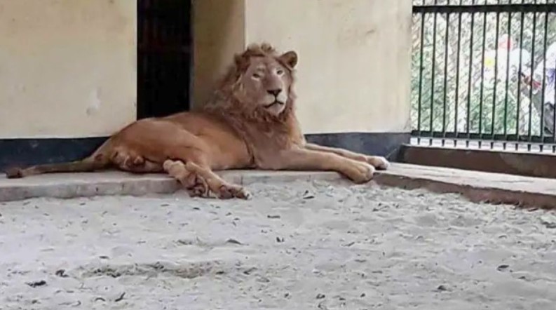 মিরপুর জাতীয় চিড়িয়াখানার খাঁচা থেকে বেরিয়ে গেছে সিংহ