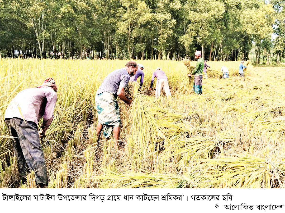 টাঙ্গাইলে আমন ধানের আবাদ লক্ষ্যমাত্রা ছাড়িয়েছে