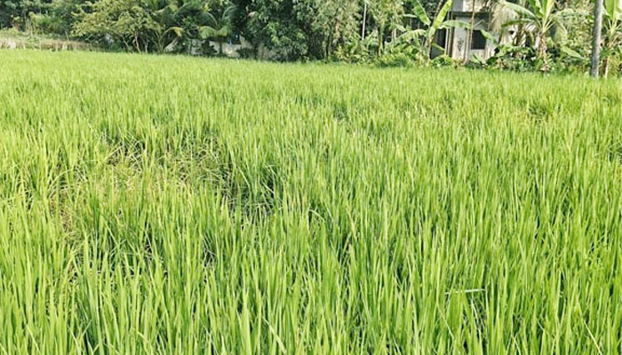 ফরিদগঞ্জে আমন ক্ষেতে ইঁদুরের তাণ্ডব, দুশ্চিন্তায় কৃষক