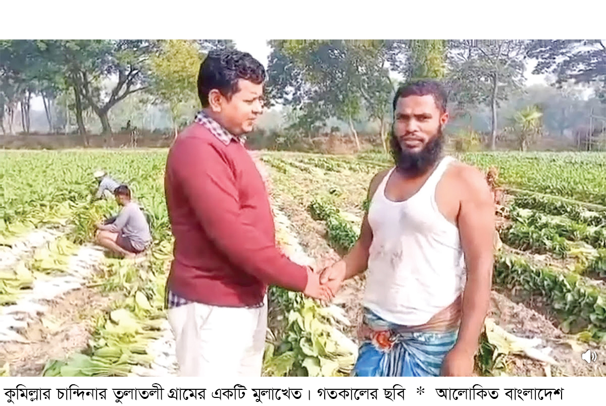 মুলার দাম ও উৎপাদন নিয়ে খুশি কৃষক