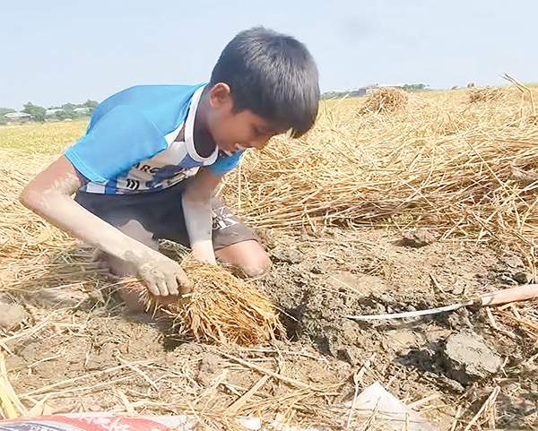 ইঁদুরের গর্ত থেকে ধান সংগ্রহ