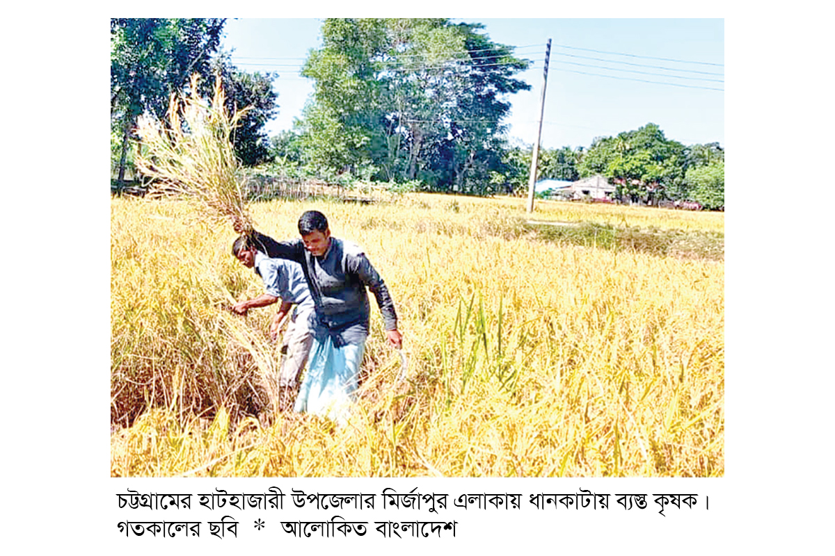 হাটহাজারীতে আমনের বাম্পার ফলন হাটহাজারীতে আমনের বাম্পার ফলন
