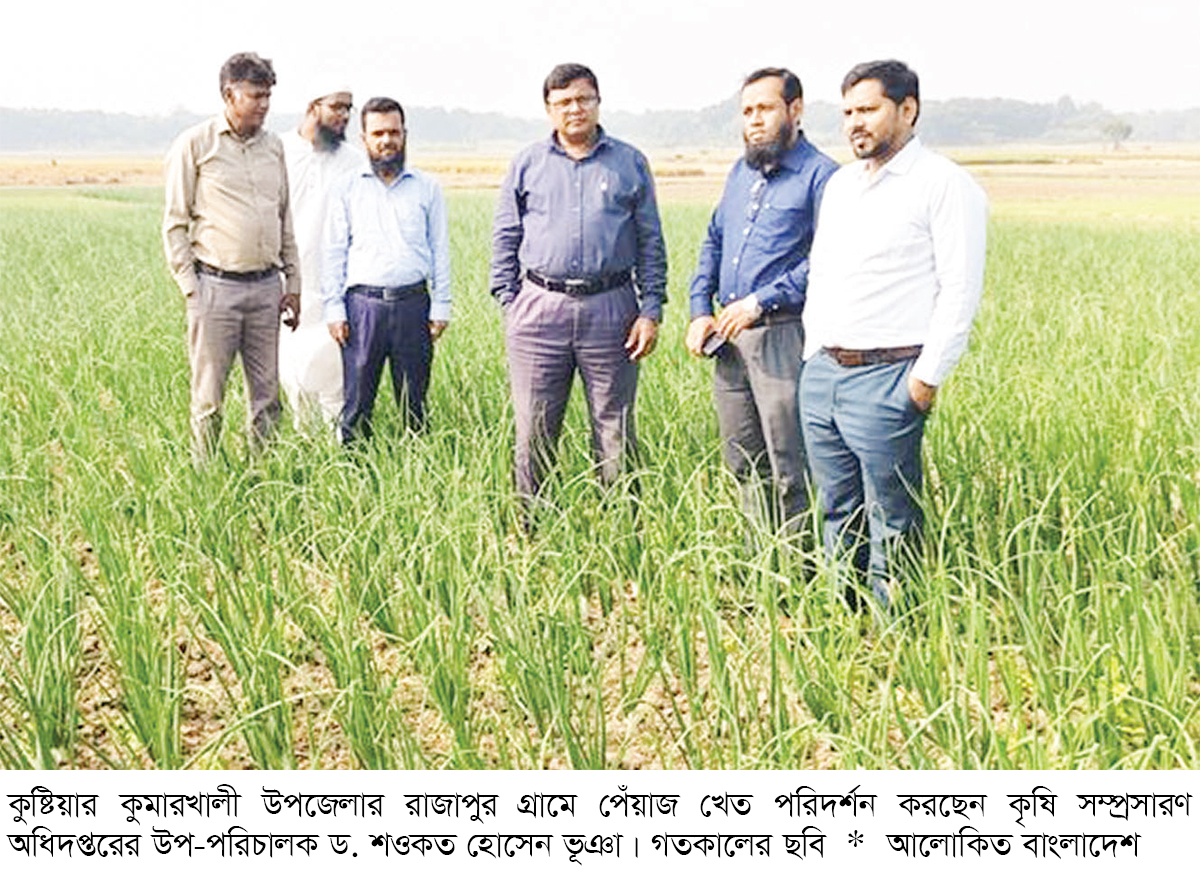 গ্রীষ্মকালীন পেঁয়াজের বাম্পার ফলন