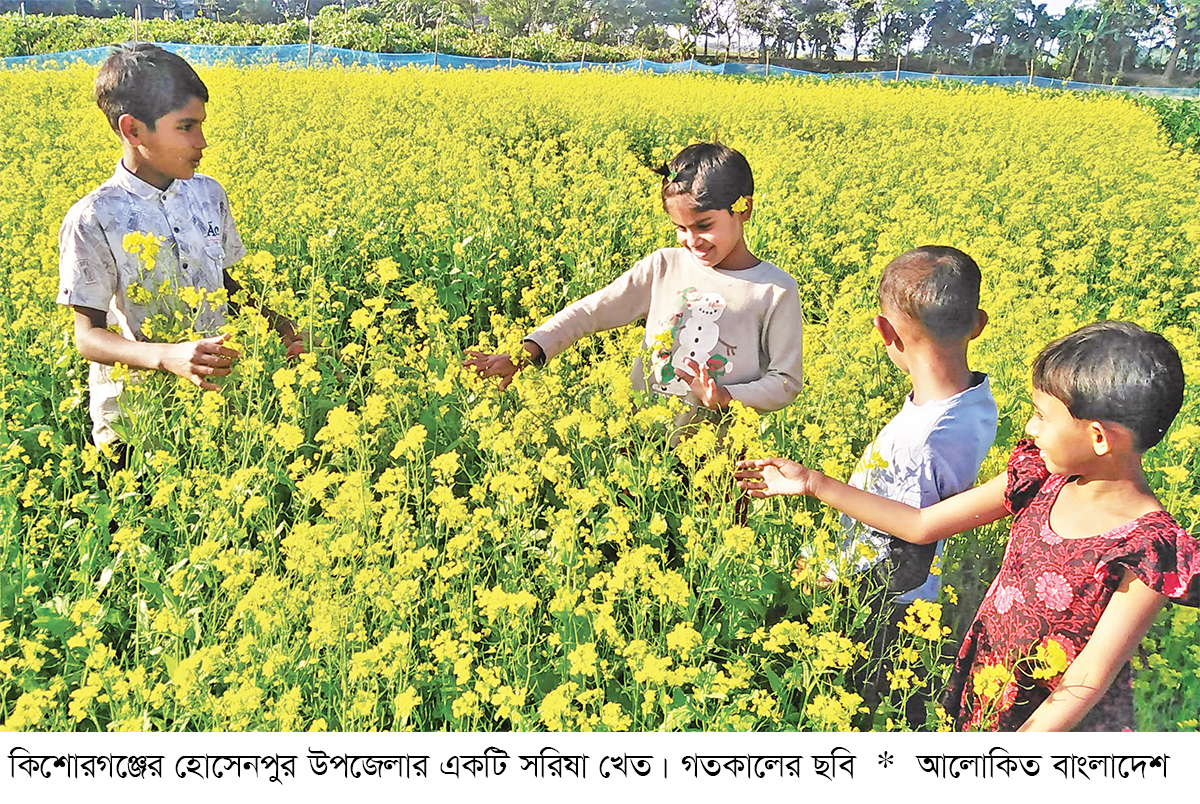 অসময়ের বৃষ্টিতে কমেছে সরিষা চাষ অসময়ের বৃষ্টিতে কমেছে সরিষা চাষ
