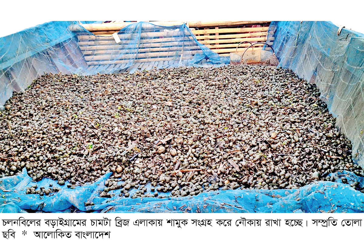 চলনবিলে নির্বিচারে শামুক নিধন চলনবিলে নির্বিচারে শামুক নিধন