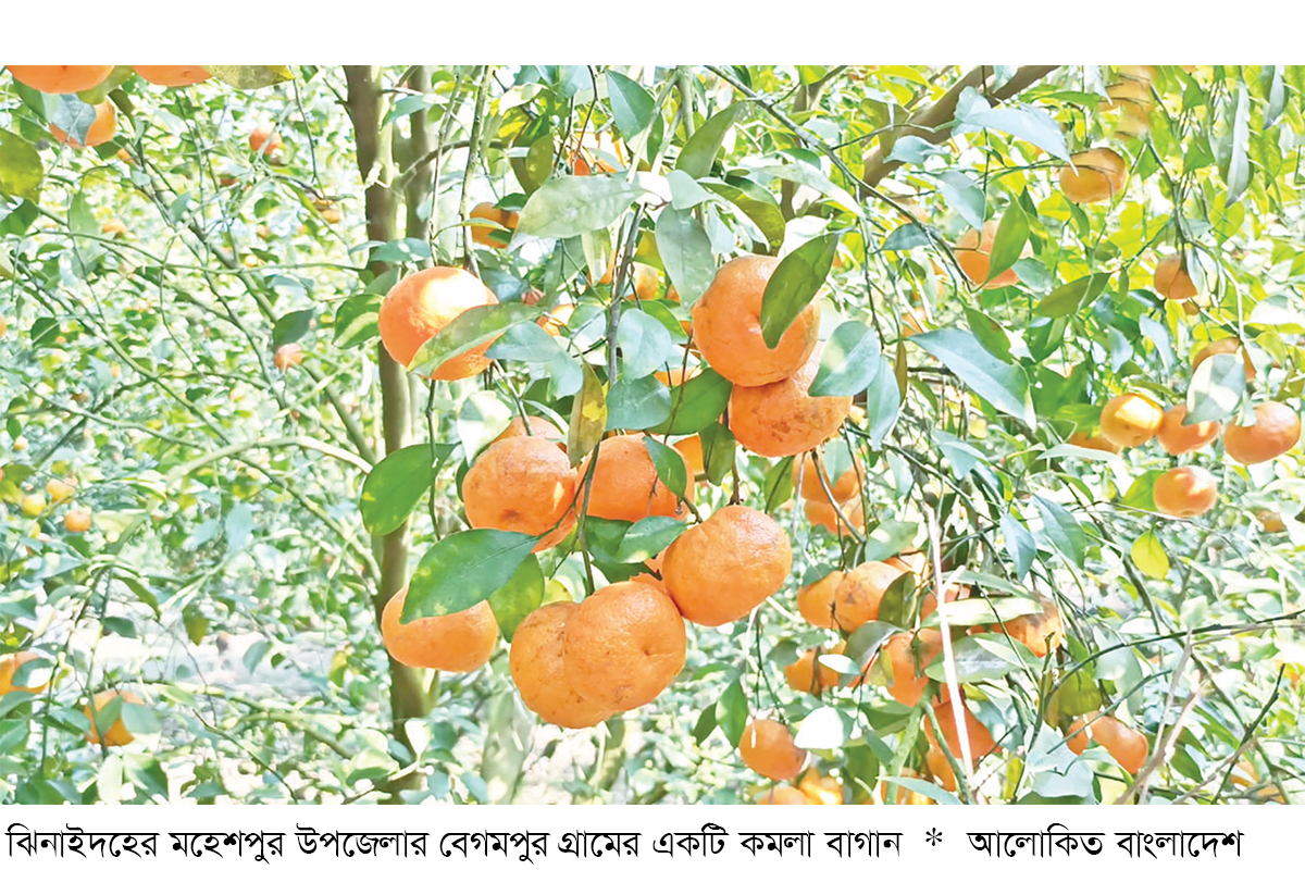 মহেশপুরে কমলা চাষে সাফল্য মহেশপুরে কমলা চাষে সাফল্য