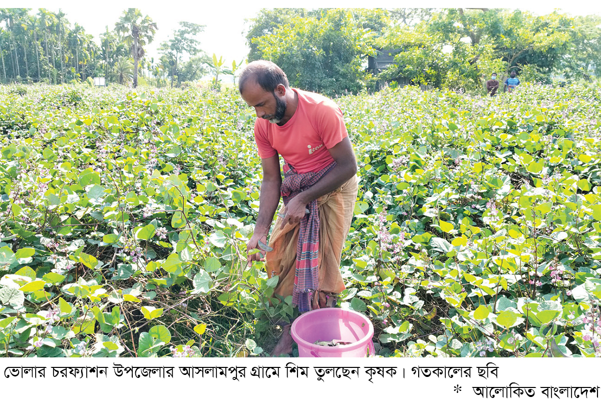সর্জন পদ্ধতির আগাম শিমে লাভবান কৃষক
