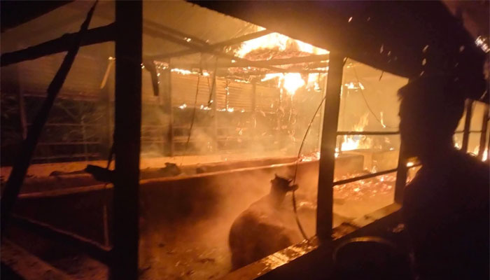 সিরাজগঞ্জে গো-খামারে অগ্নিকান্ডে ৫ গরু পুড়ে মৃত্যু সিরাজগঞ্জে গো-খামারে অগ্নিকান্ডে ৫ গরু পুড়ে মৃত্যু