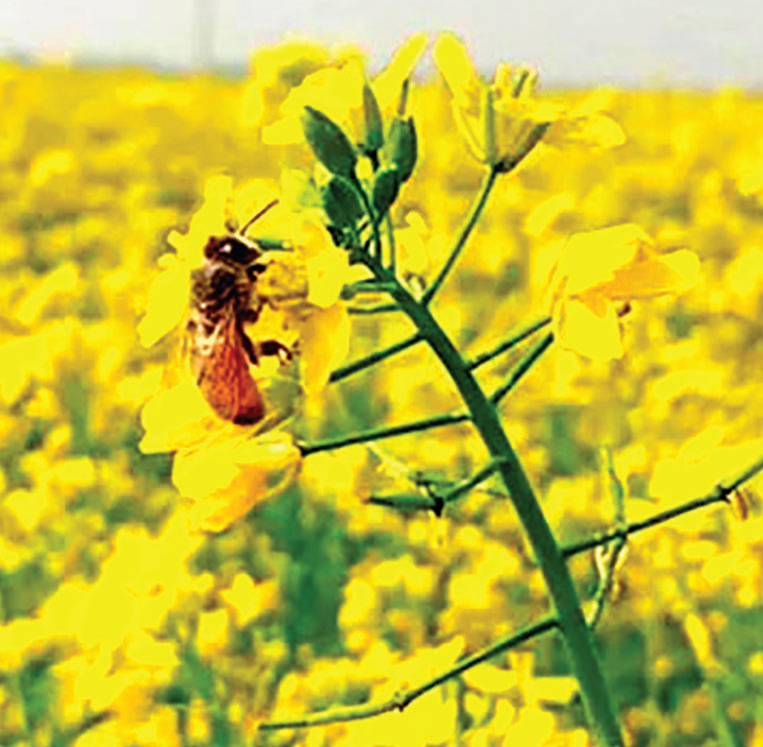 শীতে শীতে যায় বেলা শীতে শীতে যায় বেলা