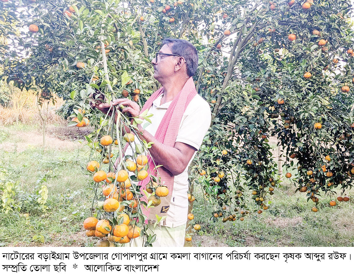 বড়াইগ্রামে কমলা চাষের উজ্জ্বল সম্ভাবনা