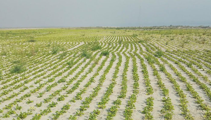 সিরাজগঞ্জের চরাঞ্চলে বাদাম চাষে বাম্পার ফলনের আশা সিরাজগঞ্জের চরাঞ্চলে বাদাম চাষে বাম্পার ফলনের আশা
