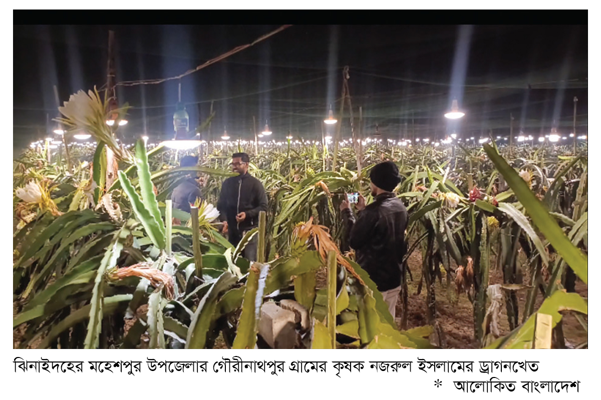 লাইটিং পদ্ধতিতে ড্রাগন চাষে সফলতা