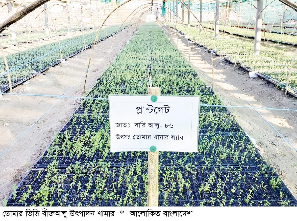 নতুন নতুন জাতের বীজআলু উৎপাদনে বিপ্লব নতুন নতুন জাতের বীজআলু উৎপাদনে বিপ্লব