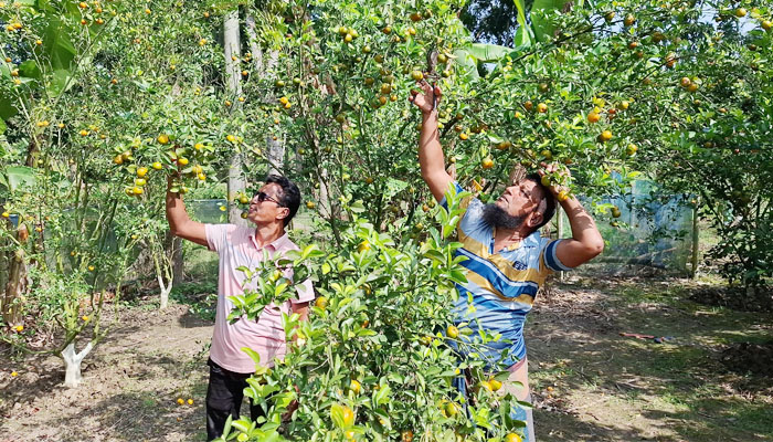 রাজবাড়ীতে তিন ভাইয়ের মিশ্র ফল বাগানে কমলার বাম্পার ফলন রাজবাড়ীতে তিন ভাইয়ের মিশ্র ফল বাগানে কমলার বাম্পার ফলন