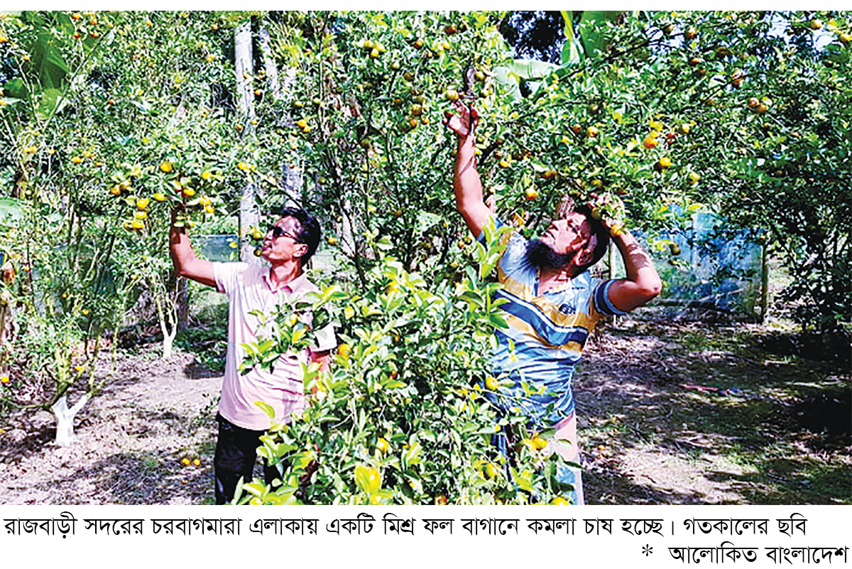 রাজবাড়ীতে মিশ্র ফল বাগানে কমলা চাষে সাফল্য