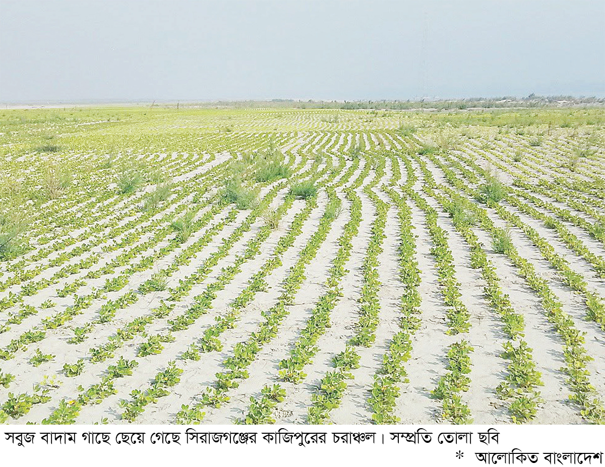 সিরাজগঞ্জে বাদামের বাম্পার ফলনের সম্ভাবনা সিরাজগঞ্জে বাদামের বাম্পার ফলনের সম্ভাবনা