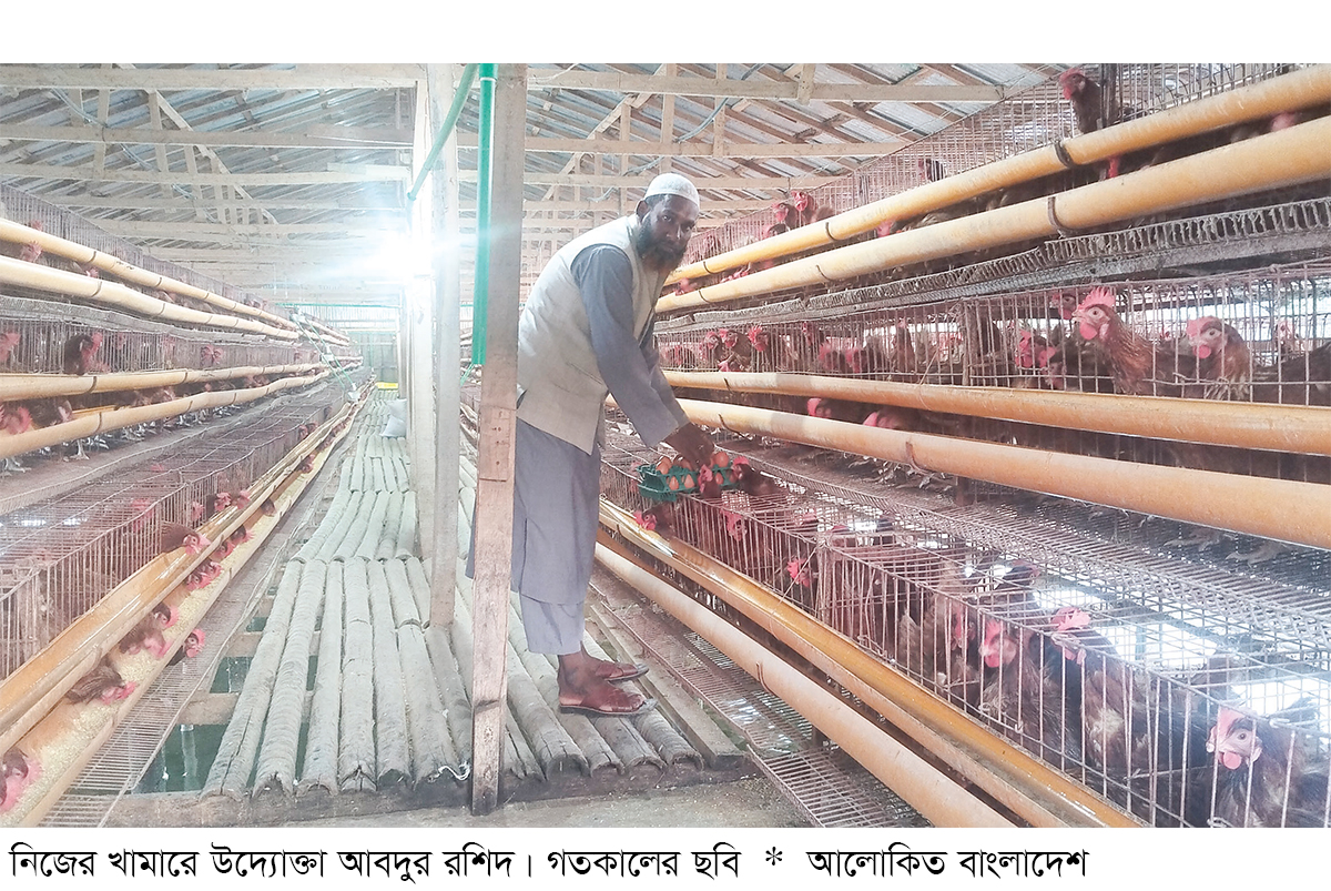 মুরগির খামারে সফলতা মুরগির খামারে সফলতা