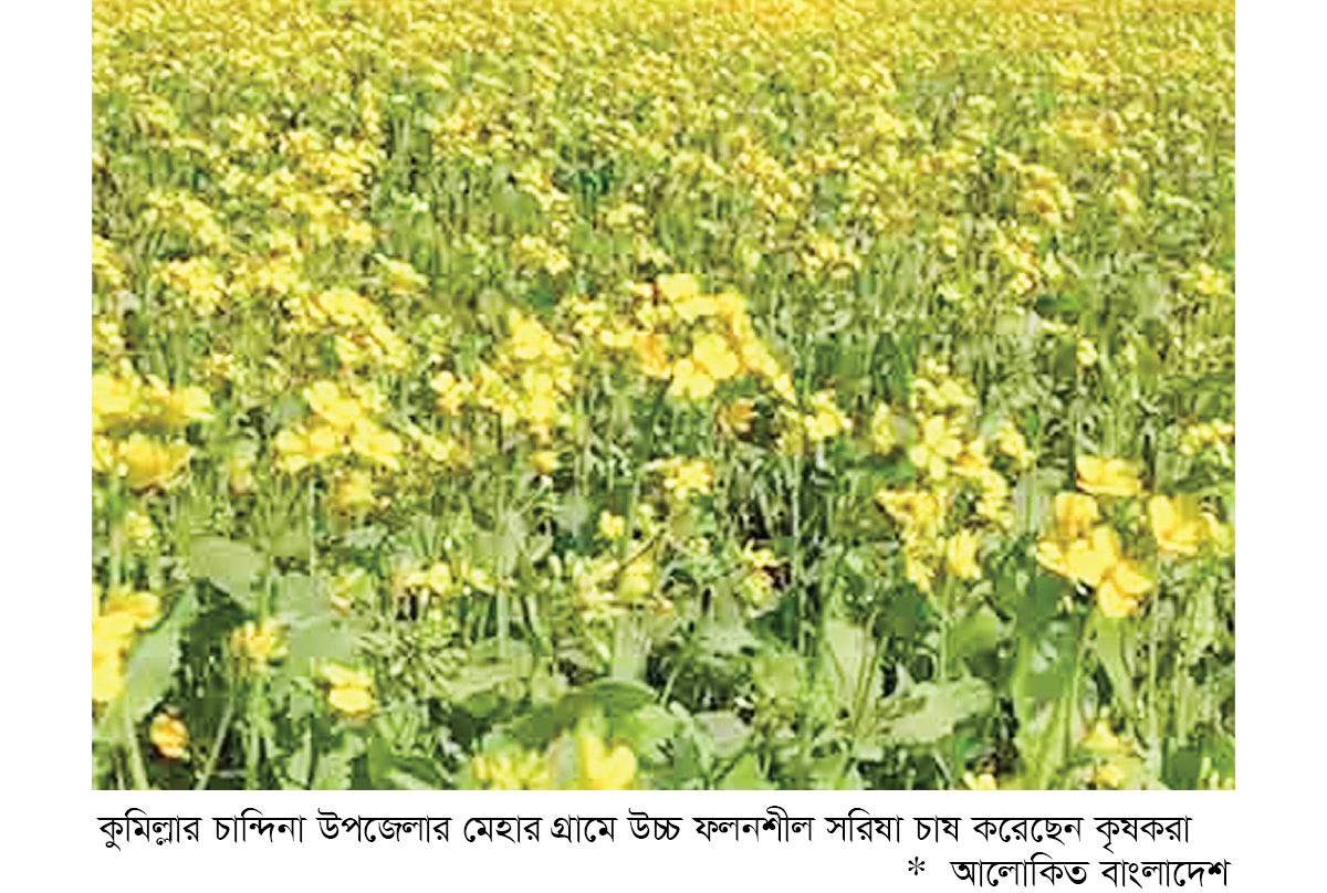 উচ্চ ফলনশীল সরিষা চাষে ঝুঁকছেন কৃষক উচ্চ ফলনশীল সরিষা চাষে ঝুঁকছেন কৃষক