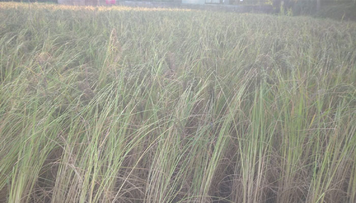 বোয়ালখালীতে বিলুপ্তির পথে কালোজিরা ধানের আবাদ বোয়ালখালীতে বিলুপ্তির পথে কালোজিরা ধানের আবাদ