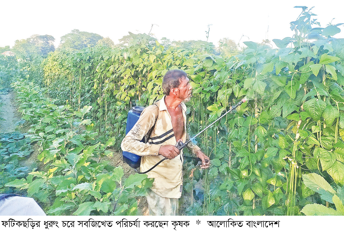 ফটিকছড়িতে শীতকালীন সবজির বাম্পার ফলন ফটিকছড়িতে শীতকালীন সবজির বাম্পার ফলন