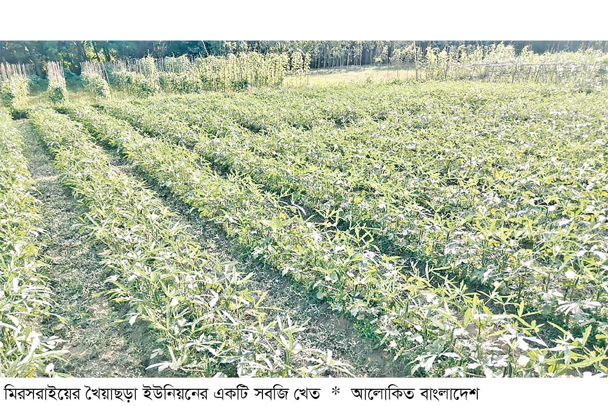 মিরসরাইয়ে ১২০০ হেক্টর জমিতে শীতকালীন সবজি চাষ মিরসরাইয়ে ১২০০ হেক্টর জমিতে শীতকালীন সবজি চাষ