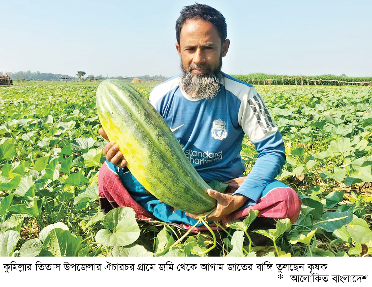 জৈব পদ্ধতিতে আগাম বাঙ্গি চাষে সাফল্য জৈব পদ্ধতিতে আগাম বাঙ্গি চাষে সাফল্য