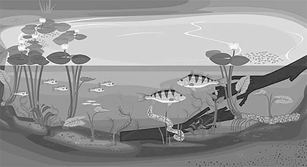 স্বাদু পানির মাছ কমে যাচ্ছে, প্রাকৃতিক বাস্তুতন্ত্র কি টিকে থাকবে স্বাদু পানির মাছ কমে যাচ্ছে, প্রাকৃতিক বাস্তুতন্ত্র কি টিকে থাকবে