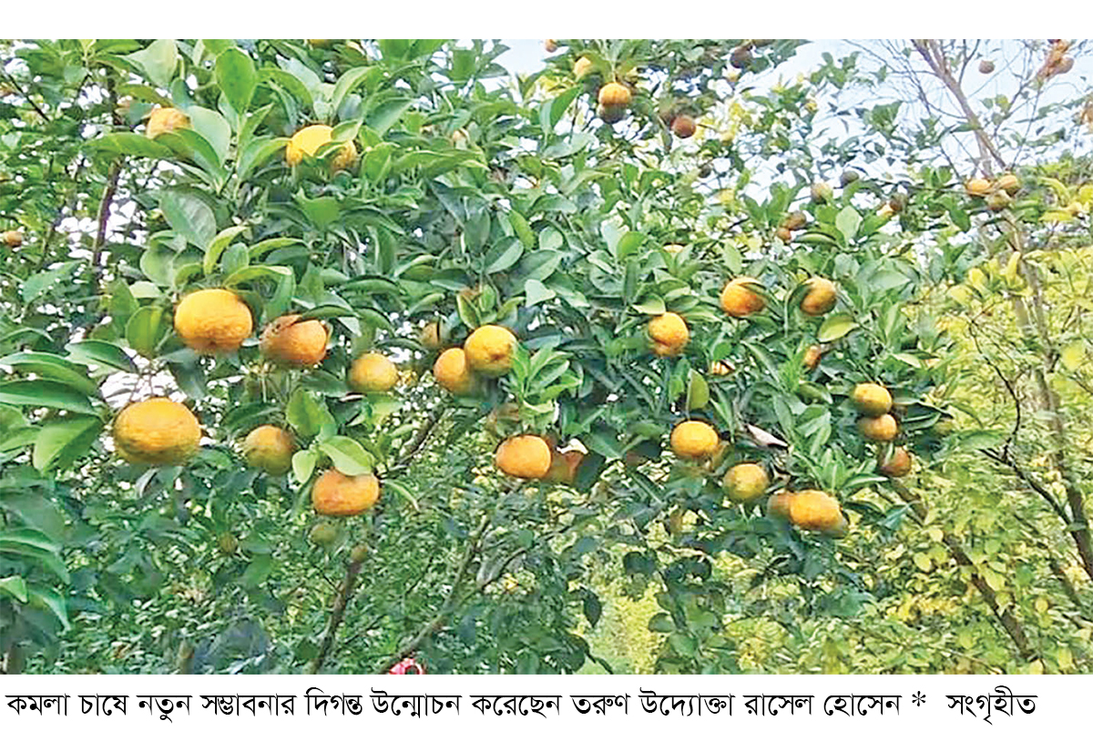কমলা চাষে সম্ভাবনার নতুন দুয়ার খুলছেন শিবচরের রাসেল কমলা চাষে সম্ভাবনার নতুন দুয়ার খুলছেন শিবচরের রাসেল