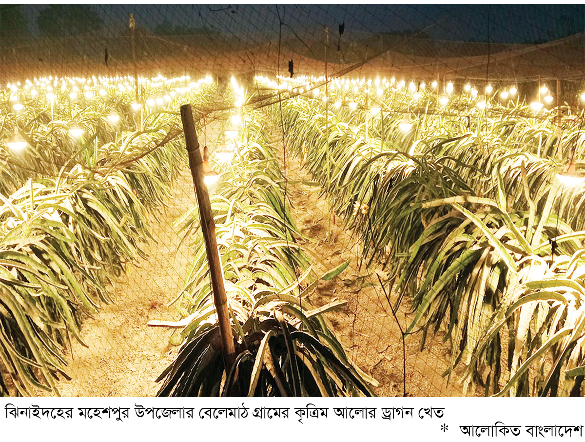 কৃত্রিম আলোতে ড্রাগন চাষ কৃষিতে নতুন বিপ্লব কৃত্রিম আলোতে ড্রাগন চাষ কৃষিতে নতুন বিপ্লব