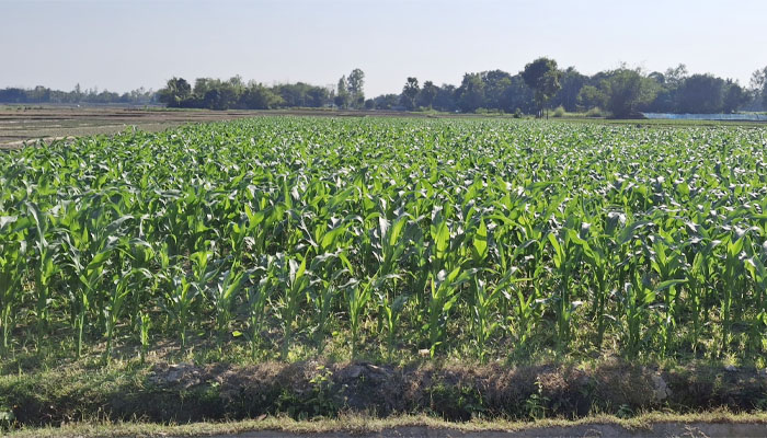 দিনাজপুরে ভুট্টার বাম্পার ফলন আশায় বুক বেঁধেছেন কৃষকেরা দিনাজপুরে ভুট্টার বাম্পার ফলন আশায় বুক বেঁধেছেন কৃষকেরা