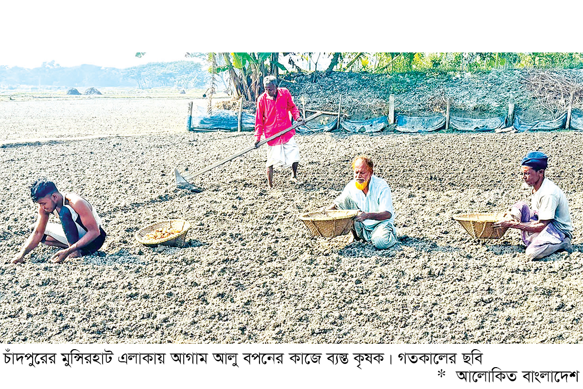 চাঁদপুরে আলু রোপণে ব্যস্ততা লক্ষ্যমাত্রা সাত হাজার হেক্টর চাঁদপুরে আলু রোপণে ব্যস্ততা লক্ষ্যমাত্রা সাত হাজার হেক্টর