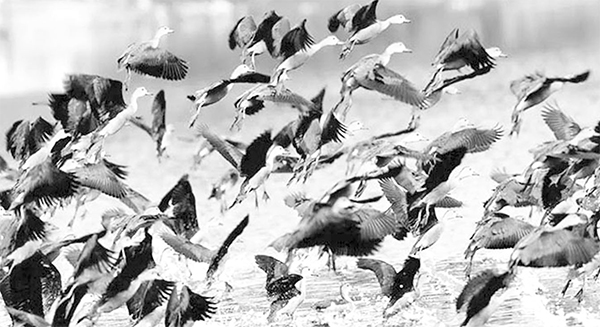 অতিথি পাখিদের রক্ষায় কঠোর আইন প্রয়োগ ও জনসচেতনতা বৃদ্ধি প্রয়োজন অতিথি পাখিদের রক্ষায় কঠোর আইন প্রয়োগ ও জনসচেতনতা বৃদ্ধি প্রয়োজন