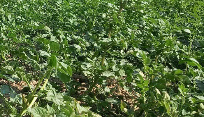 সিরাজগঞ্জে চরাঞ্চলে মিষ্টি আলু চাষে বাম্পার ফলনের সম্ভাবনা সিরাজগঞ্জে চরাঞ্চলে মিষ্টি আলু চাষে বাম্পার ফলনের সম্ভাবনা