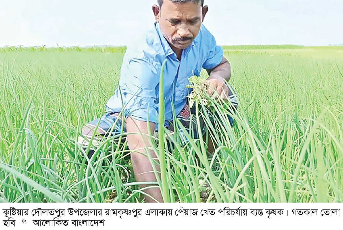মুড়িকাটা পেঁয়াজে লাভের আশা কৃষকের মুড়িকাটা পেঁয়াজে লাভের আশা কৃষকের