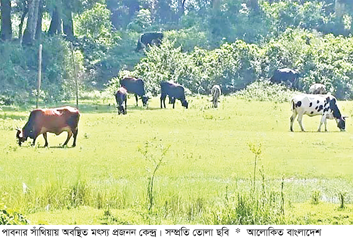 মৎস্য প্রজনন কেন্দ্র এখন গো-চারণ ভূমি মৎস্য প্রজনন কেন্দ্র এখন গো-চারণ ভূমি