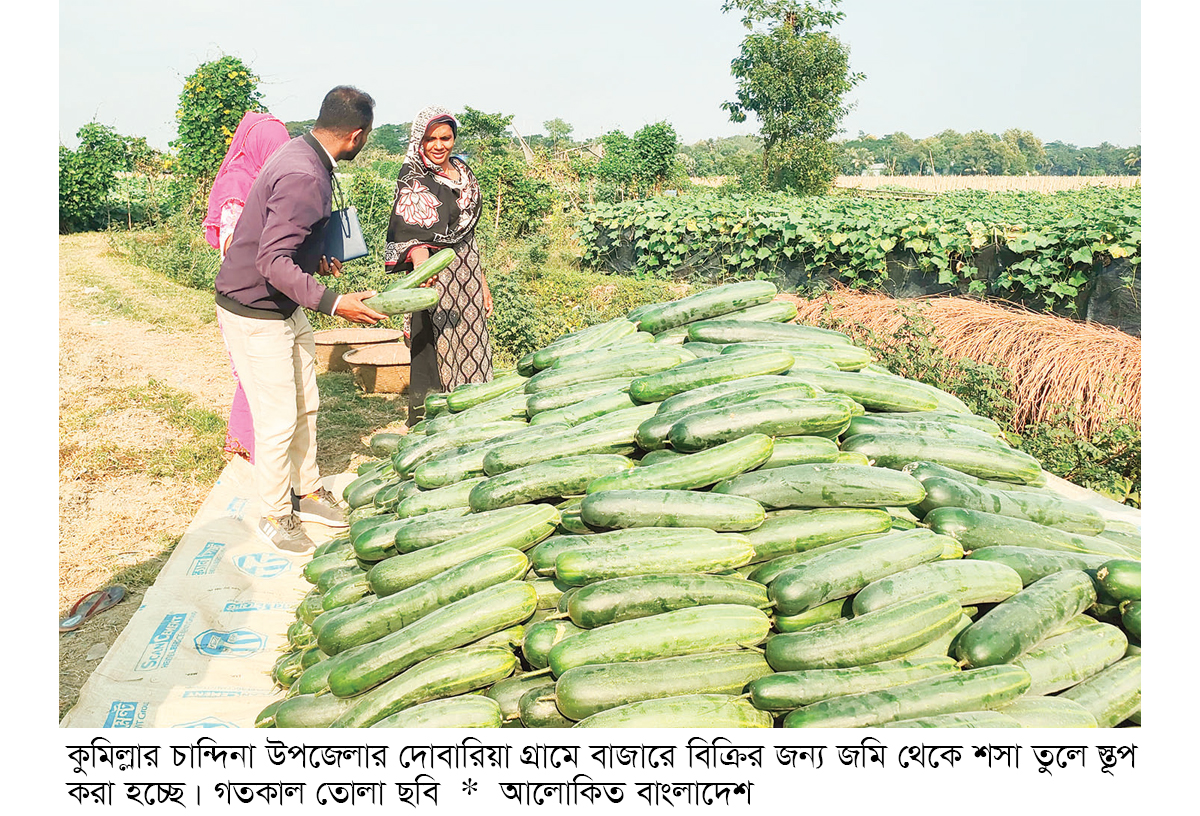 চান্দিনায় শসা চাষে ফিরছে সচ্ছলতা চান্দিনায় শসা চাষে ফিরছে সচ্ছলতা