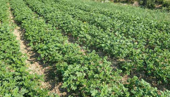 সিরাজগঞ্জে আগাম জাতের আলু চাষে বাম্পার ফলন সিরাজগঞ্জে আগাম জাতের আলু চাষে বাম্পার ফলন