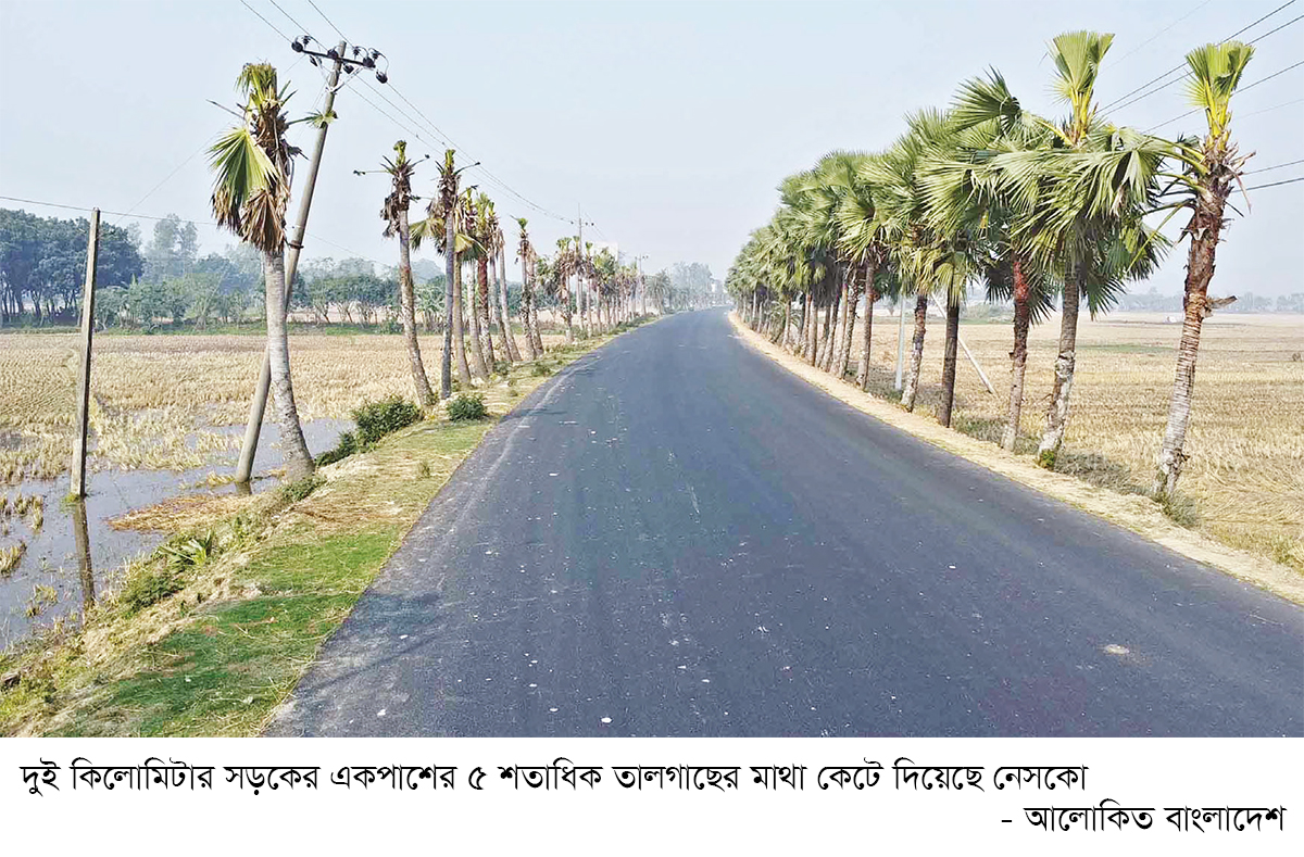 পাঁচ শতাধিক তালগাছের মাথা কেটে দিল নেসকো পাঁচ শতাধিক তালগাছের মাথা কেটে দিল নেসকো