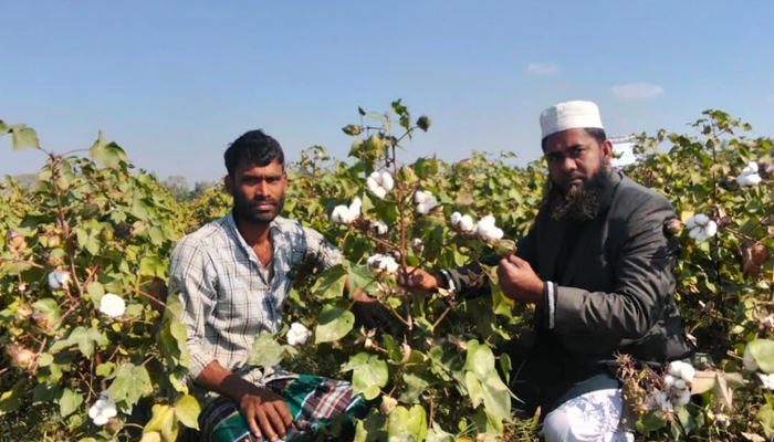 পতিত জমিতে তুলা চাষে ঝুঁকছে নকলার কৃষক পতিত জমিতে তুলা চাষে ঝুঁকছে নকলার কৃষক