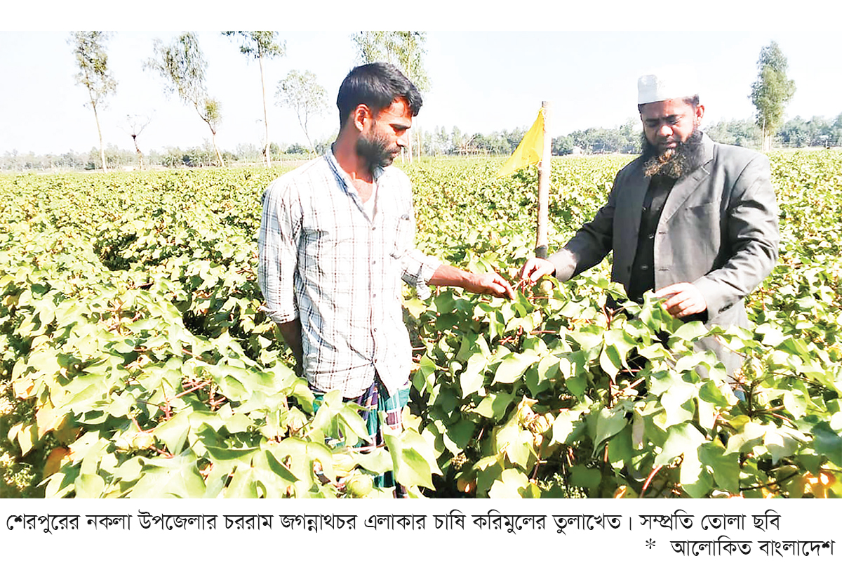 তুলা চাষে ঝুঁকছেন চরাঞ্চলের কৃষক তুলা চাষে ঝুঁকছেন চরাঞ্চলের কৃষক