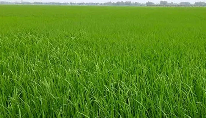 দিনাজপুরে ইরি-বোরো চাষের লক্ষ্যমাত্রা নির্ধারণ দিনাজপুরে ইরি-বোরো চাষের লক্ষ্যমাত্রা নির্ধারণ