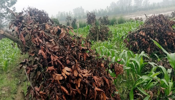 রংপুরে রাতের আঁধারে শতাধিক আমগাছ কেটে ফেলার অভিযোগ রংপুরে রাতের আঁধারে শতাধিক আমগাছ কেটে ফেলার অভিযোগ