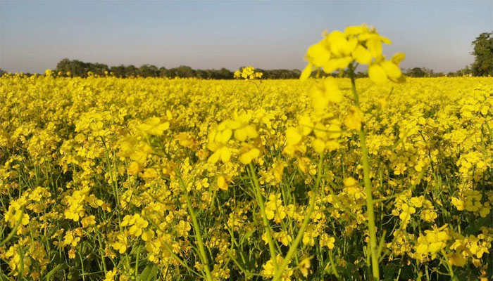নকলায় বিস্তীর্ণ মাঠজুড়ে সরিষা ফুলের যেন হলুদ গালিচা নকলায় বিস্তীর্ণ মাঠজুড়ে সরিষা ফুলের যেন হলুদ গালিচা